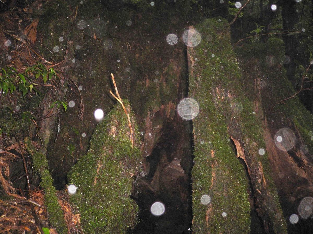 Pension Blue Drop Yakushima  Exterior foto